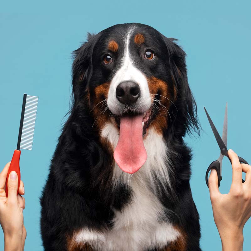 Profissional realizando banho e tosa em cão