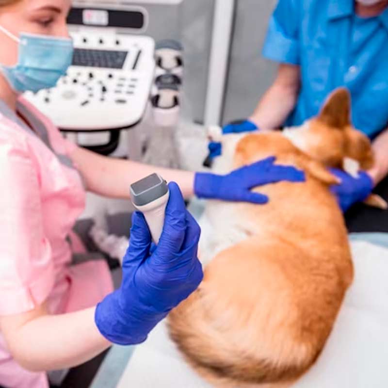 Equipamento de Ultrassom Veterinário
