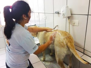 banho_tosa01 Veterinário para coelhos sbc, Especialista em coelhos sbc, Veterinário animais silvestres sbc