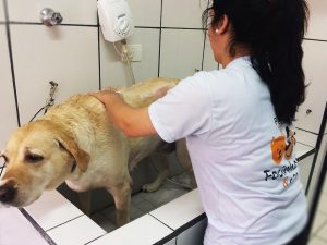 banho_tosa02 Veterinário para coelhos sbc, Especialista em coelhos sbc, Veterinário animais silvestres sbc