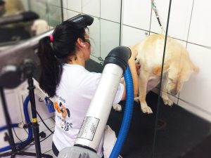 banho_tosa03 Veterinário para coelhos sbc, Especialista em coelhos sbc, Veterinário animais silvestres sbc