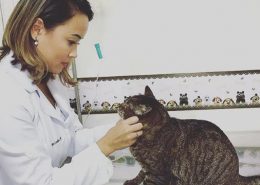 Veterinário para coelhos sbc, Especialista em coelhos sbc, Veterinário animais silvestres sbc