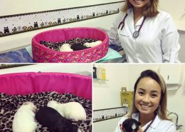 Veterinário para coelhos sbc, Especialista em coelhos sbc, Veterinário animais silvestres sbc
