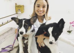 Veterinário para coelhos sbc, Especialista em coelhos sbc, Veterinário animais silvestres sbc